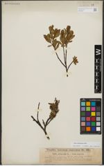 Foto von Salix waldsteiniana Willd.